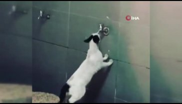 Sevimli kedi akmayan musluktan su içmeye çalıştı
