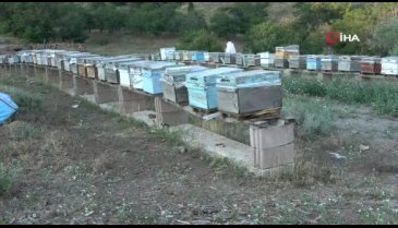 Arı zehrinin kilosu 500 bin liradan alıcı buluyor
