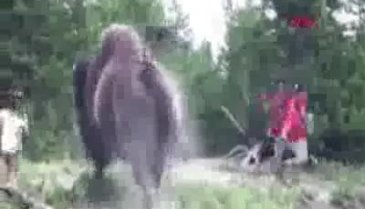 Bizon küçük çocuğu havaya fırlattı