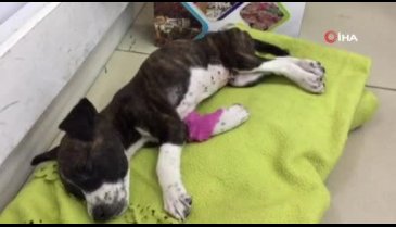 Bursa'da yavru köpeği poşete koyup canlı canlı çöpe attılar