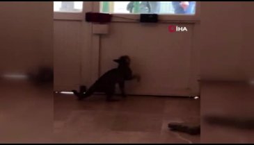 Onun patisinin ulaşamadığı yer yok