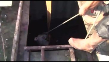 Kurbanlık dana su kuyusuna düştü