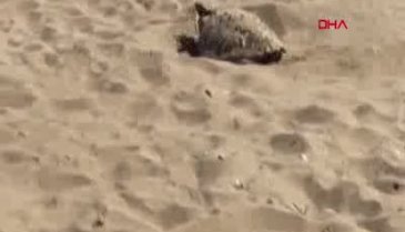 Akaryakıt şirketi için müdahale edilen sahilde çok sayıda caretta caretta yavrusu öldü