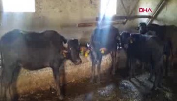 Bursalı girişimci üniversite hayallerini bırakıp manda yetiştiriciliğine başladı