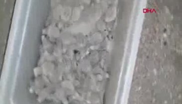 Tepki çeken görüntü: Caretta caretta yavrularını kovaya koyup, denize bıraktılar