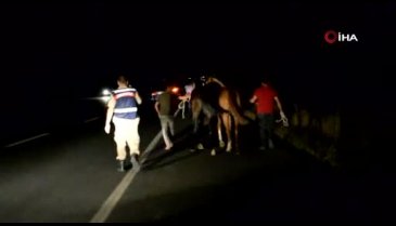Yarış atları trafiği birbirine kattı!