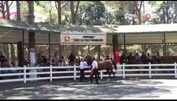 Bursa'da görücüye çıktı! 3 milyon 675 bin lira gelir elde edildi