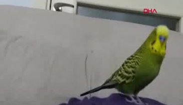 Bursalı öğretmen muhabbet kuşuna yüzlerce kelime öğretti