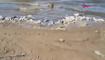 Bursa'da kıyıya vuran ölü balıklar tedirgin etti