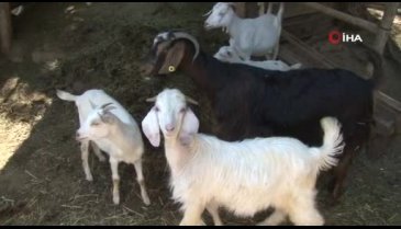 Bursalılar bu keçilerin sütü bir başka