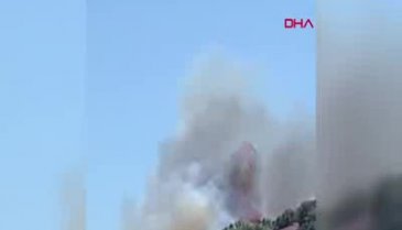 Burgazada'da ormanlık alanda yangın