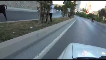 Kaçan boğayı yakalamak için ekipler seferber oldu