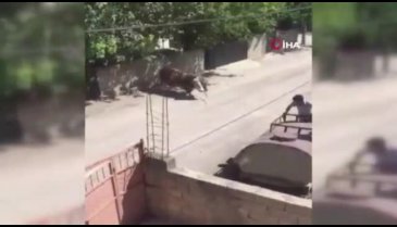 Kızgın boğa yanına kimseyi yaklaştırmadı
