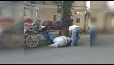 Büyükada'da faytona sürülen atın içler acısı hali