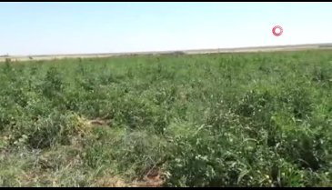 Satamadığı tonlarca domatesi tarlaya döktü