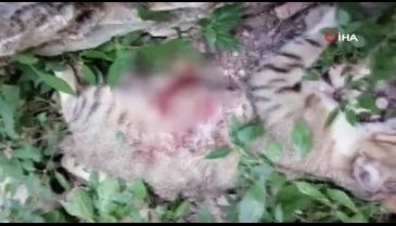 Bursa'da Pitbull saldırısına uğrayan hamile kedi kurtarılamadı