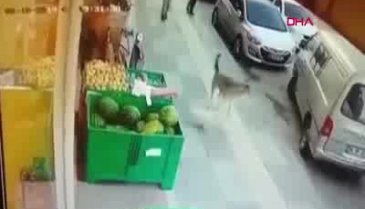 Süs köpeğiyle dalaşan sokak köpeğini tekmeledi