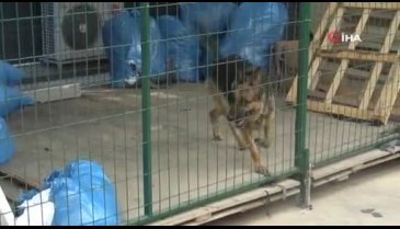 Bursa'da yanan kulübeden köpeği kurtarmak için canını hiçe saydı