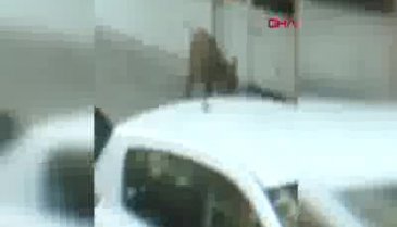 Yaban domuzunun burnuna şiş sokup işkence yapmışlar!