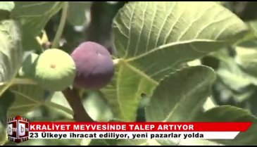 Bursa'da kraliyet incirinin hasadı başladı! (ÖZEL HABER)