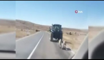 İki köpeği traktör arkasına bağlayarak sürükledi