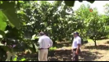 Bursa'da siyah incir hasadı başladı