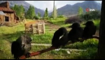 Evcilleşen kargalar beldenin maskotu oldu
