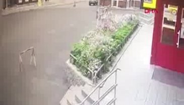 Anne ayı ve 3 yavrusu şehre indi