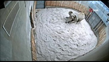 5,5 tonluk filin dişi ameliyatla çekildi