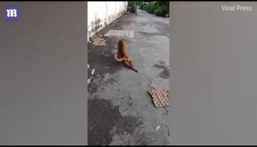 Yiyecek bulmak için sakat numarası yapıyor