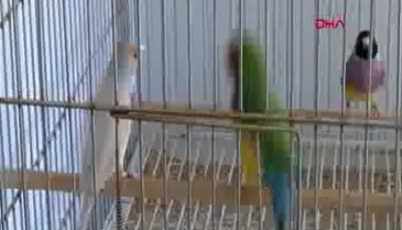 Bursalı Uğur öğretmen, hayatını, evinde beslediği 500 kuşa adadı