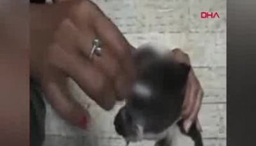 Yavru köpeğin gözünde sigara söndürdü!