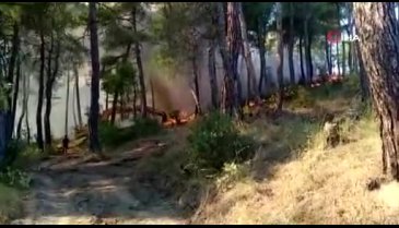 Bursa'da orman yangını çıktı!