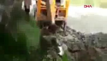 Hindistan'da yaralı antilobu canlı canlı gömdüler