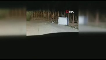 Bursa Uludağ'da aç kalan ayı çöpleri karıştırırken görüntülendi
