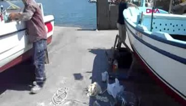 Bursa'da balıkçılar denize açıldı: Palamut yok, hamsi çok