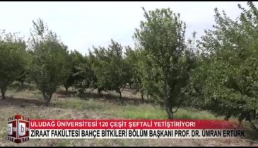 Bursa Uludağ Üniversitesi'nde 120 çeşit şeftali yetiştiriyor! (ÖZEL HABER)