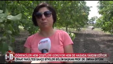 Bursa Uludağ Üniversitesi'nde ceviz hasadı! (ÖZEL HABER)