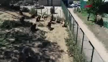 Bursa'da kış uykusuna hazırlanan ayılara, özel beslenme programı