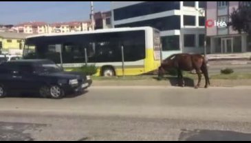 Bursa İnegöl'de başı boş atlar tehlike saçıyor