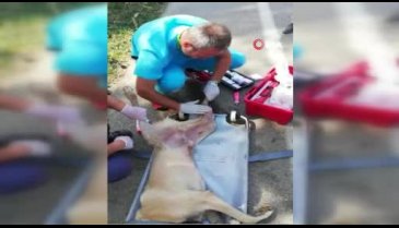 Bursa'da araba çarpan köpek hayata tutundu