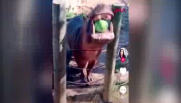 Su aygırına jöle yediren çift tepki çekti
