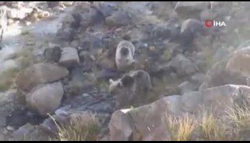 Minik ayıları piknikçilerin sofrasına konuk oldu