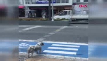 Sosyal medyada çok konuşuldu! Köpekten trafik dersi