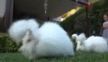 Bursa'da milli ırk Angora tavşanını, yeniden ülkeye kazandırmayı istiyor