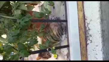 Bursa'da kedinin üzerinde sigara söndürdüler! (ÖZEL HABER)