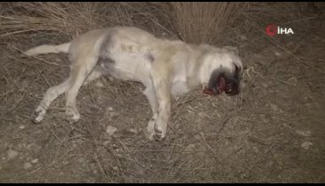 'Ankara'da 2 köpek, zehirli sosislerle öldürüldü' iddiası