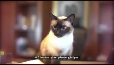 Yavaş, kedisi Khaleesi ile kamera karşısında