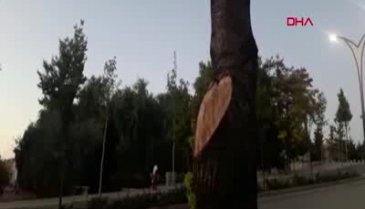 İş yerinin önündeki 2 ağacı kesen esnafa, 50 bin TL ceza