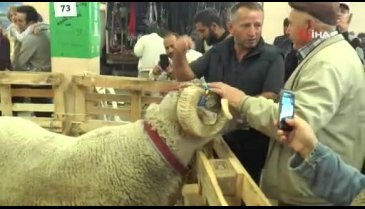 Bursa'da yetiştirdi! 160 kiloluk koç görenleri hayrete düşürdü